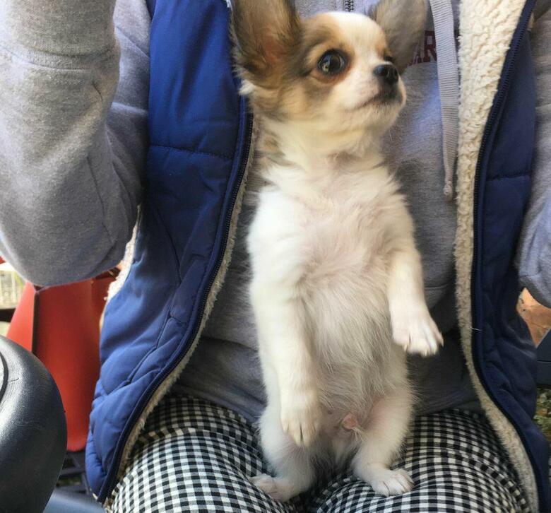 提供：SORA/ちわわさん