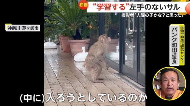 「（中に）入ろうとしているのか」と語っている生物行動進化研究センターのパンク町田理事