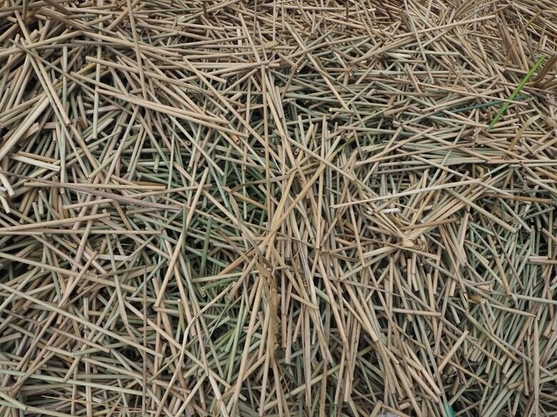 分解中の草ストロー（画像提供：合同会社HAYAMI）