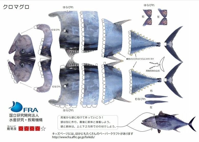 クロマグロの型紙（国立研究開発法人 水産研究・教育機構HP）