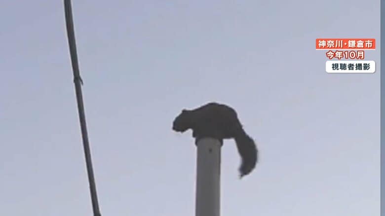 住宅街の柱で早朝から鳴くタイワンリス