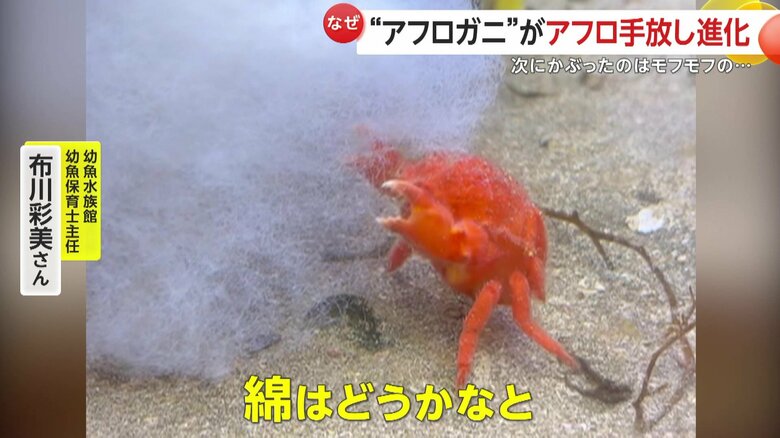 新しい姿は真っ白な巨大アフロ