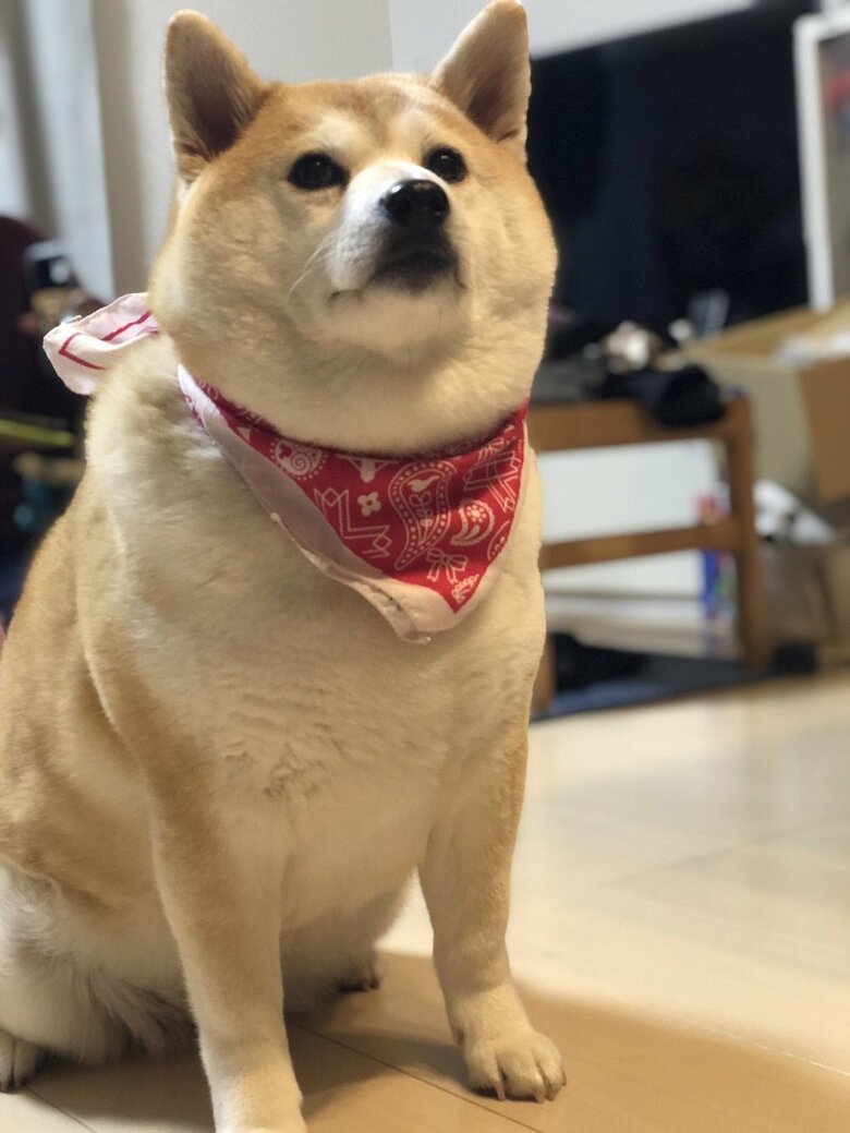 バンダナがお似合いのゆずちゃん