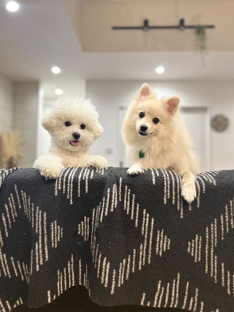 左：エマくん　右：ハルくん（提供：エマ emmaさん）