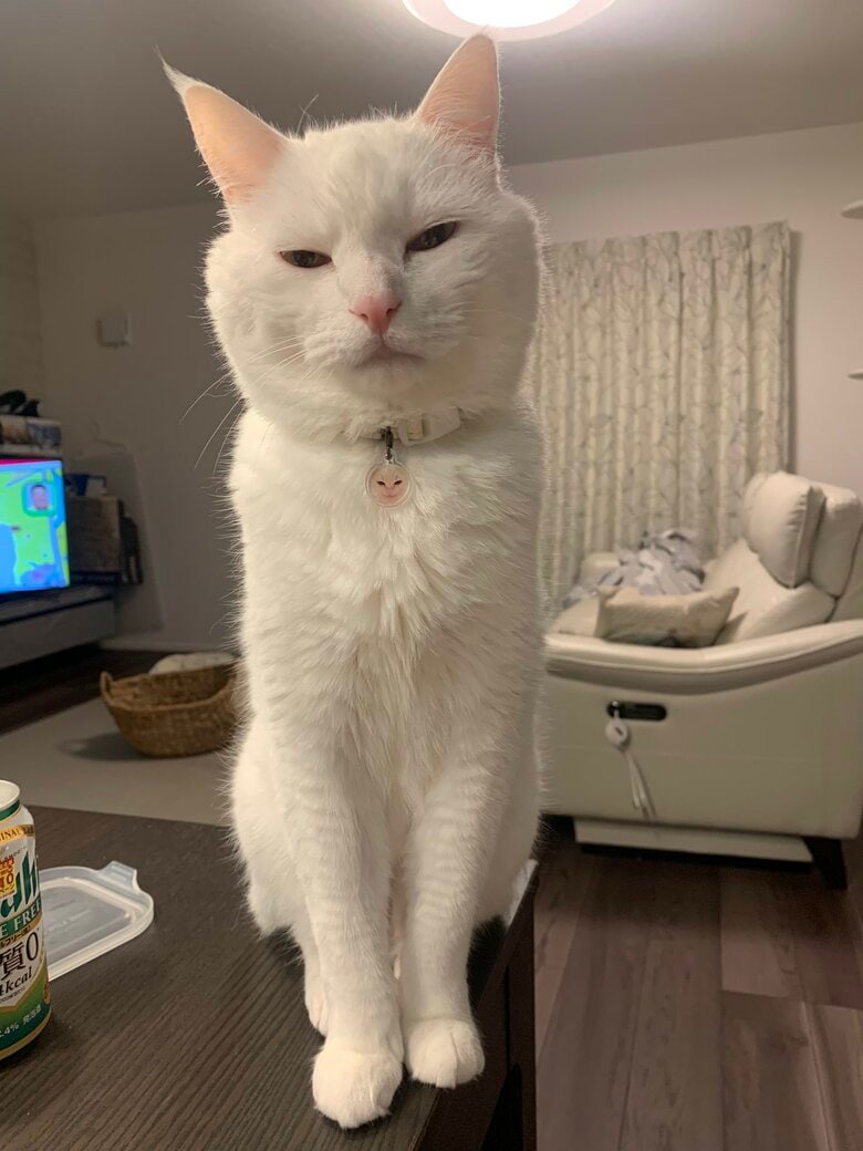 提供：@hakusama0906