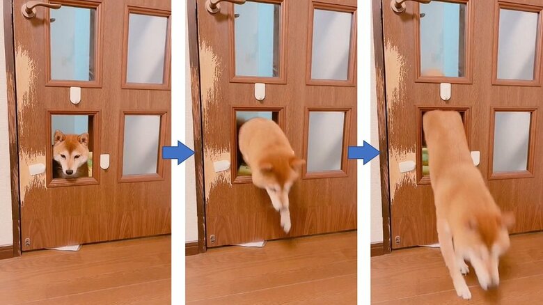 意を決して通るムックくん。しかしお尻が…