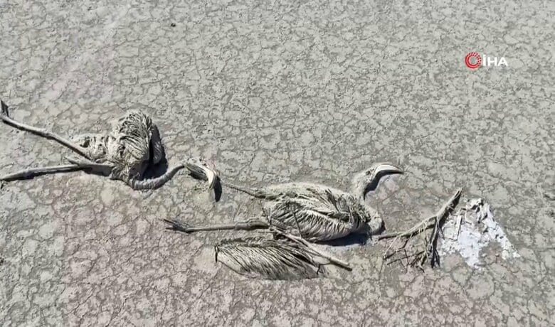 フラミンゴ約5000羽が餓死する事態に…（2021年7月）