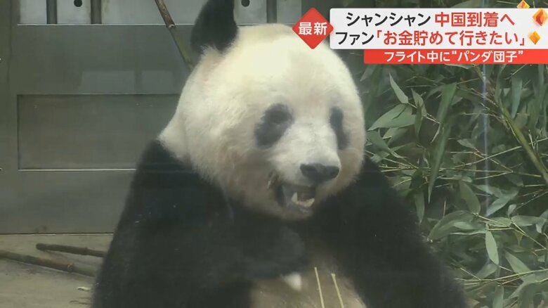 最終観覧日のシャンシャン（19日）