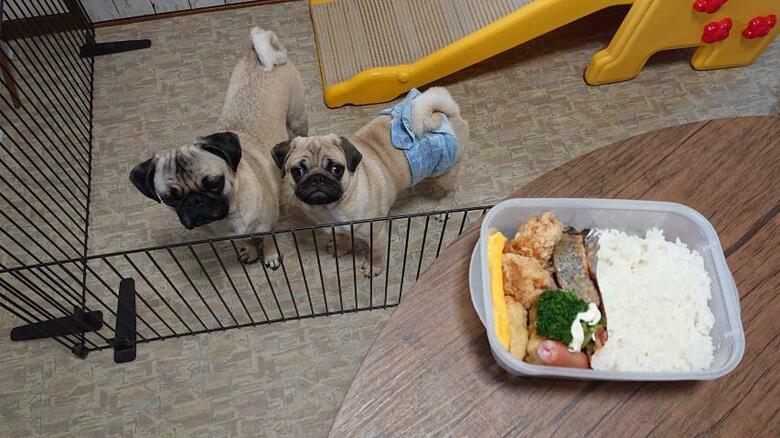 提供：たまごandおもちさん