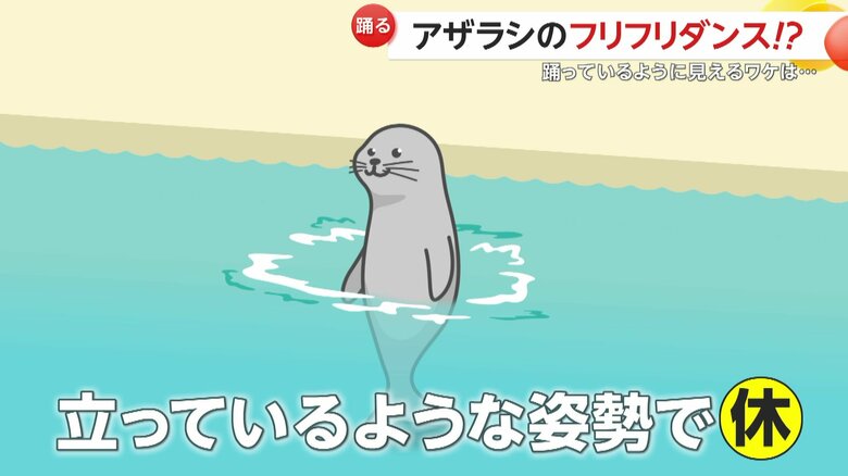ゴマフアザラシの姿勢のイメージ画像