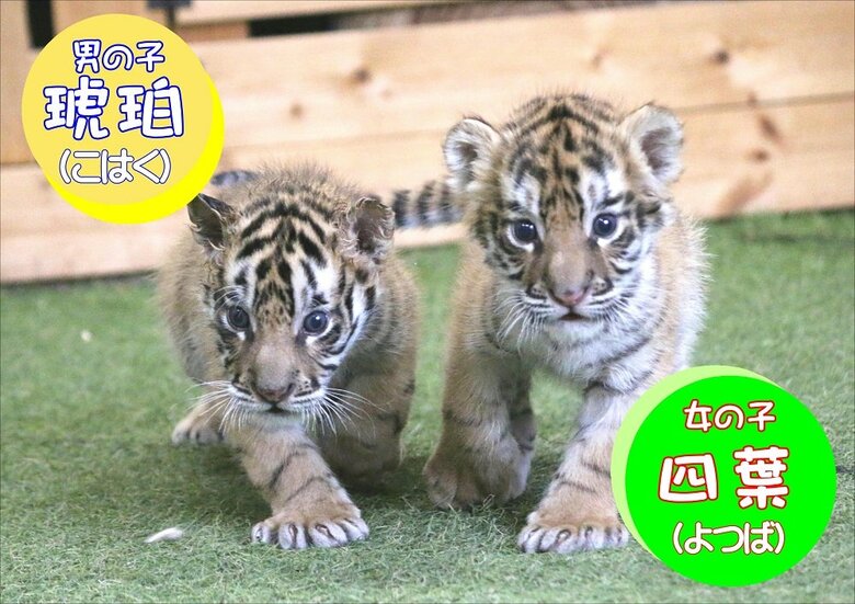 双子の赤ちゃんトラ　琥珀くんと四葉ちゃん。