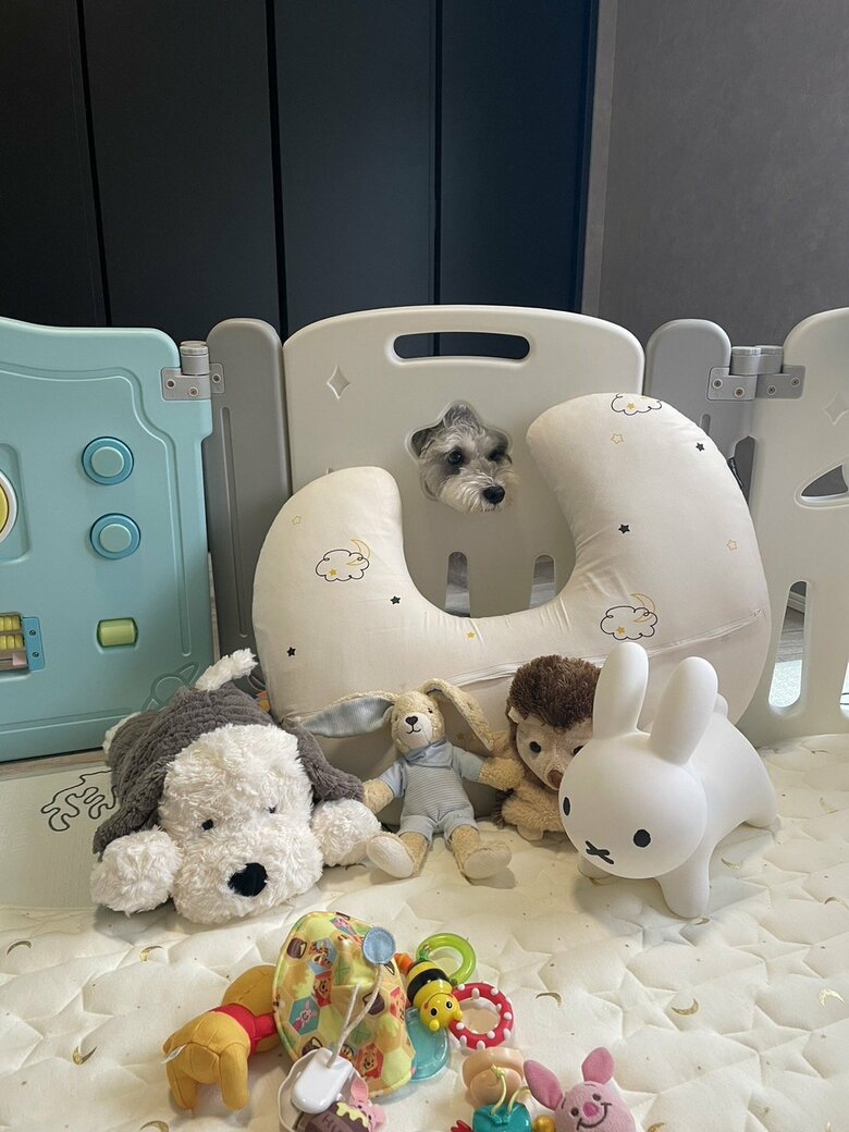 今日もベビーサークルをチェック