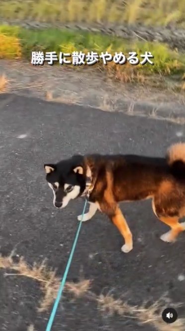 提供：柴犬むさしとこじろうさん