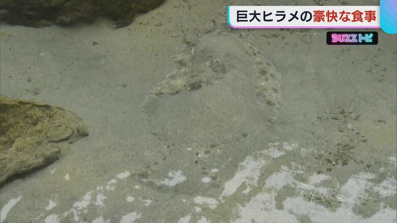 砂底に隠れているのは…