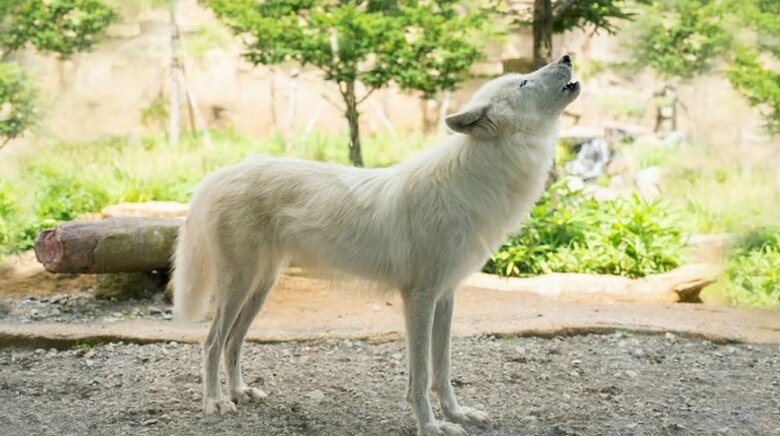 ホッキョクオオカミは遠吠えなどでコミュニケーションをとる（提供：那須どうぶつ王国）