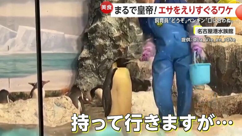 口元に魚を持っていくものの、顔を背けソッポを向いてしまうペンギン