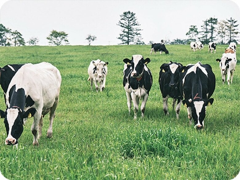 ストレスのない放牧スタイルでの飼育（提供：株式会社カネカ）