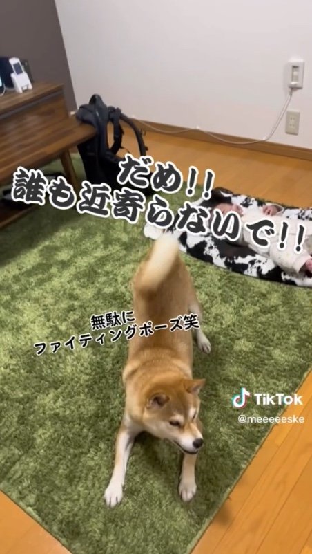 提供：柴犬こちゃんさん