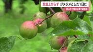 雨の中…梅の収穫が最盛期　去年並みの豊作で味も上々　福島・郡山市西田町　22日は梅雨寒の一日に