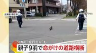 「どうすんのさこれ～」カルガモ親子9羽で“命懸け”の道路横断…警察官がボディーガードし川へ誘導　車道を“蛇行走り”で先導する鹿も　北海道
