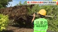 ”根こそぎ倒れた樹木”伊良部島や小浜島などで突風被害　気象庁機動調査班が調査