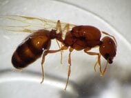 強い毒性持つ特定外来生物…『アカカミアリ』の女王アリが名古屋港で初めて見つかる 巣を作って繁殖する前の状態
