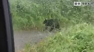 クマが道路上に　体長1メートル弱　発見に至らず　警察が住民に注意呼びかけ　長野・松本市