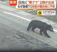 “春グマ”がゴールデンウィーク前に各地の住宅地に出没　専門家「今年は冬眠明け自体早い」「餌資源が不十分で人里に」