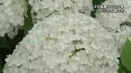 おおがファーム約3000株のアジサイが出迎え　人気の品種は真っ白な「アナベル」大分・日出町
