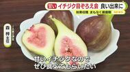 イチジクの目ぞろえ会　雨が少なかったため糖度高く良い出来映えに　秋果収穫まもなく最盛期