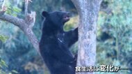 愛犬に地鶏や牛まで被害に…冬眠前“大食い”クマ危険性増加　専門家「野生だと1シーズン100kg以上…植物食から味覚え肉食に転食も」