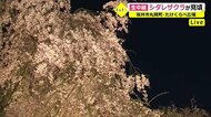 圧巻　福井県「竹田のしだれ桜」２年ぶりの公開