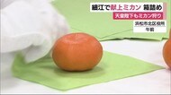 陛下もミカン狩り 浜松・細江で献上ミカンの箱詰め