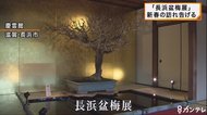 樹齢250年の古木も…新春を彩る「長浜盆梅展」開催中