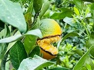 「めちゃめちゃこわいみかん」を果樹園で発見…まるで怪獣？なぜこんな姿になったのか担当者に聞いた