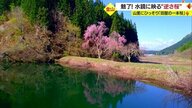 水鏡に映る“逆さ桜” 黄色い絨毯のように咲き誇る「菜の花」 各地で咲く…5月が見ごろの花々【山形発】