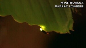 江津湖でホタルが舞い始める【熊本】
