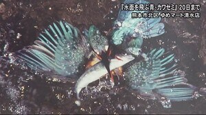 40年間に渡って カワセミを撮影 奥村隆志さん写真展(熊本)