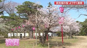 高知城の桜がようやく満開 佐川町の牧野公園の桜も見頃 【高知】