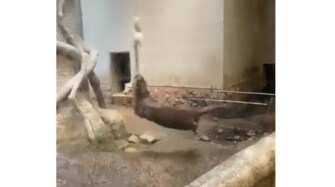 ロープをくわえて回転し続けるコツメカワウソがすごい 目は回らないの 飼育員に聞いた