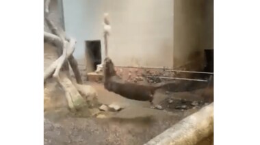 ロープをくわえて回転し続けるコツメカワウソがすごい…目は回らないの?飼育員に聞いた