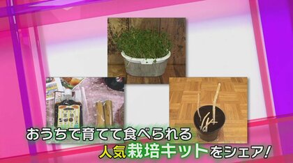 ホワイトアスパラにサトウキビも…おうちで育てて収穫「栽培キット」が人気