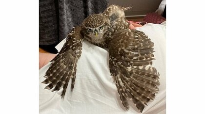 「とったどー！」飼い主に乗ってキメ顔をするフクロウが素敵…獲物と思われた？何をしていたのか状況を聞いた