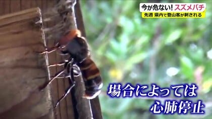 ハチで年間20人前後が死亡…繁殖期の秋は特に要注意を　医師は「刺されたらすぐに冷やす」重要性を呼び掛け