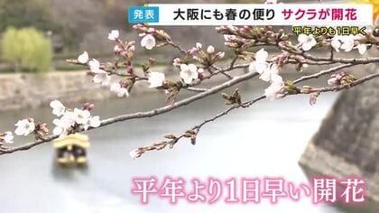 大阪でもサクラが開花　平年より1日早く　片平気象予報士「気温が高いので花が散るのは早そう。大阪のピークは4月8日頃まで」近畿・徳島の満開予想も