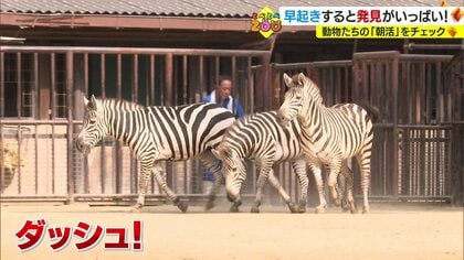 えさ場までダッシュ！のシマウマや“川の字”で眠るアシカたち　早起きして見たいレアな動物たちの「朝活」を発見！