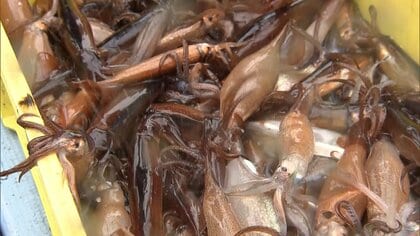 「取れすぎて…」スルメイカ漁に初めての停止命令へ　小型イカ釣り漁の漁獲枠を超過　今後価格が上昇する可能性