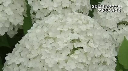おおがファーム約3000株のアジサイが出迎え　人気の品種は真っ白な「アナベル」大分・日出町