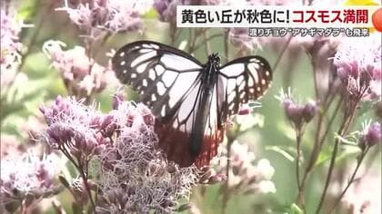 本格的な秋告げる使者・アサギマダラ飛来　伊予市の「黄色い丘」コスモス揺れ秋色に染まる【愛媛】