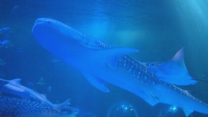 8000本の歯があっても肉食ではないジンベエザメ…世界最大の魚類にして